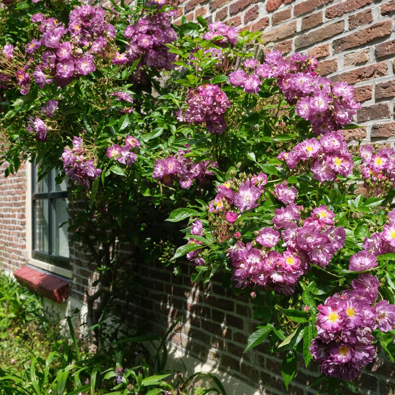 Ramblerrose 'Veilchenblau' STARKL
